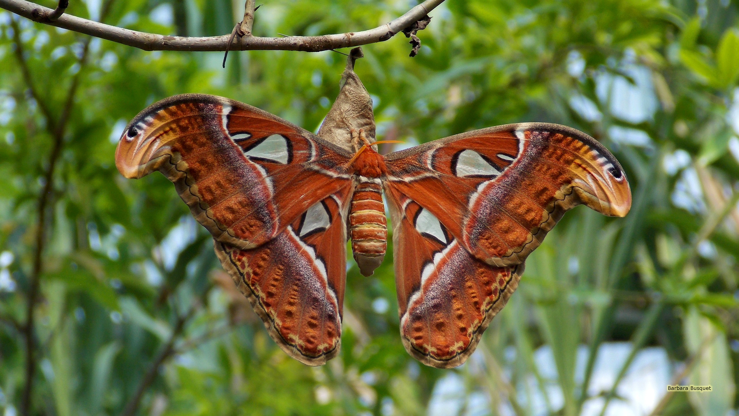 carta da parati falena,la farfalla,insetto,falena di cecropia,falene e farfalle,invertebrato