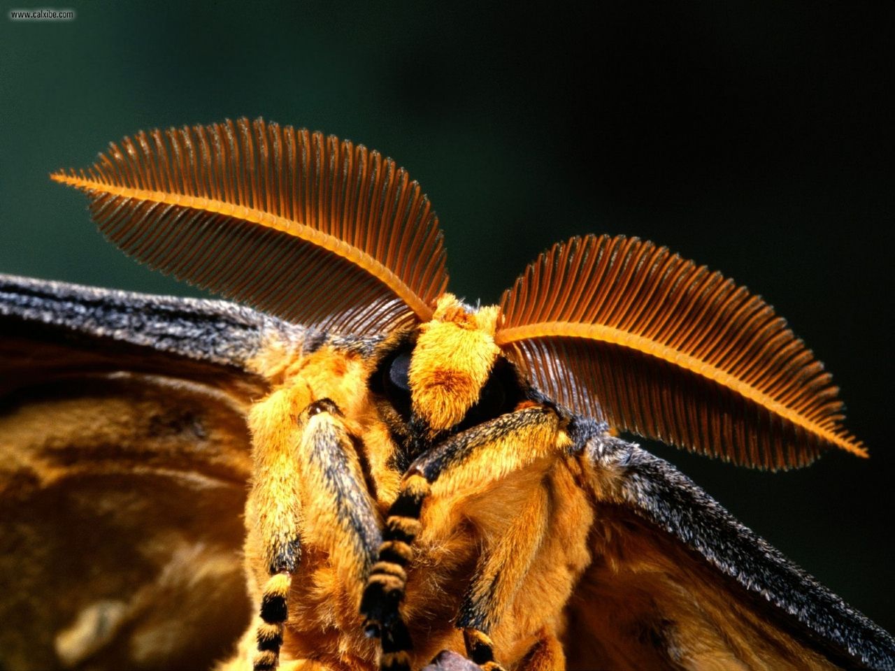 蛾の壁紙,昆虫,ボンビックス・モリ,無脊椎動物,蛾,蛾と蝶