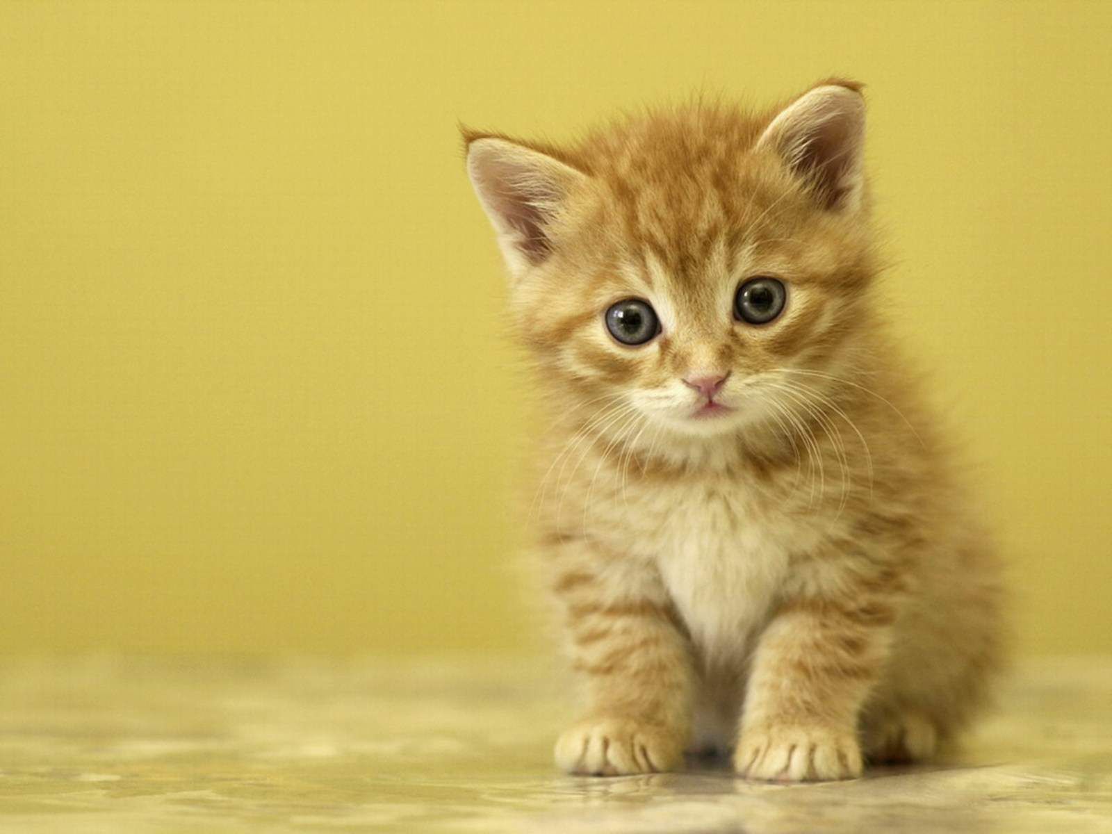 carta da parati kumis,gatto,gatti di piccola e media taglia,barba,felidae,gattino