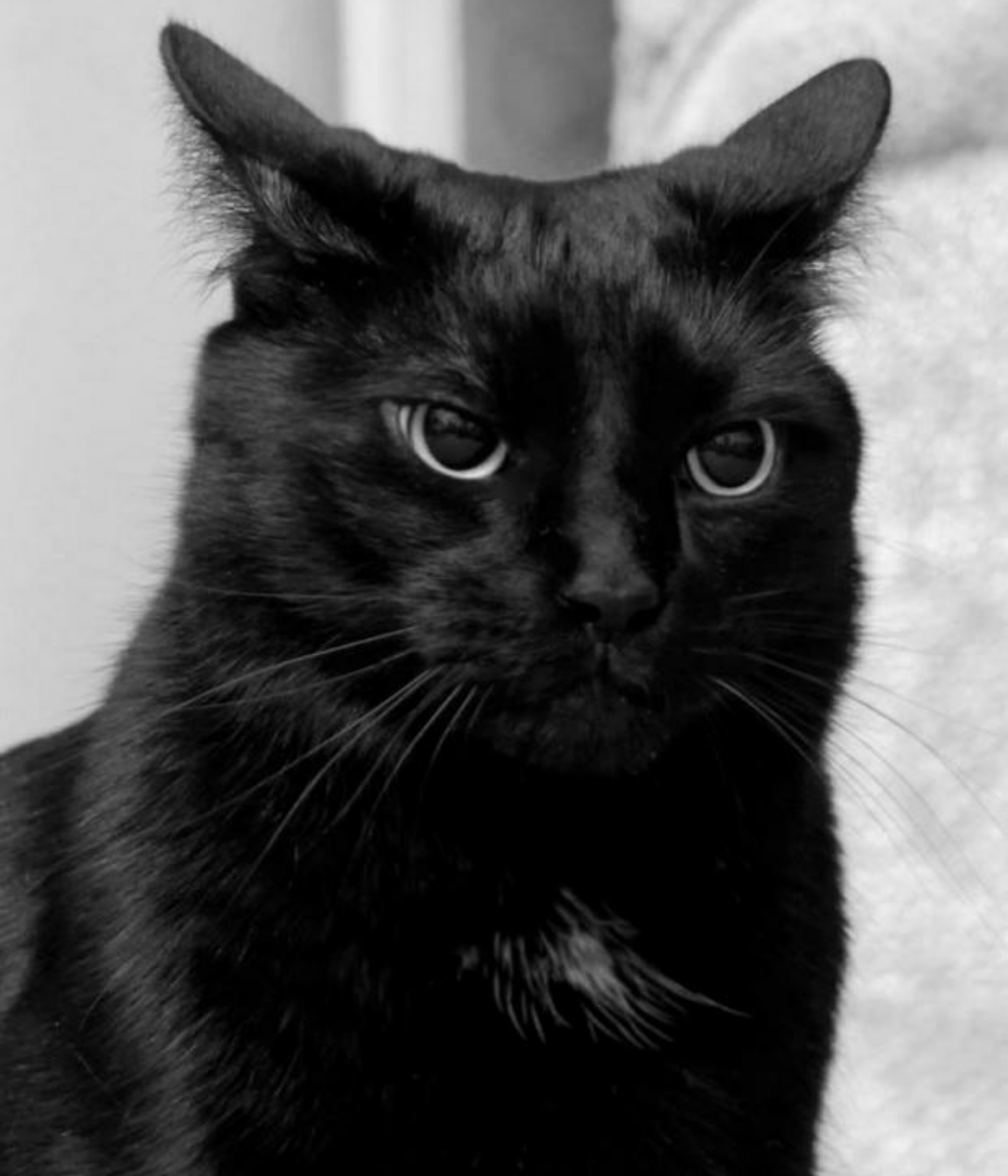 papier peint kumis,chat,chat noir,chats de petite à moyenne taille,félidés,noir