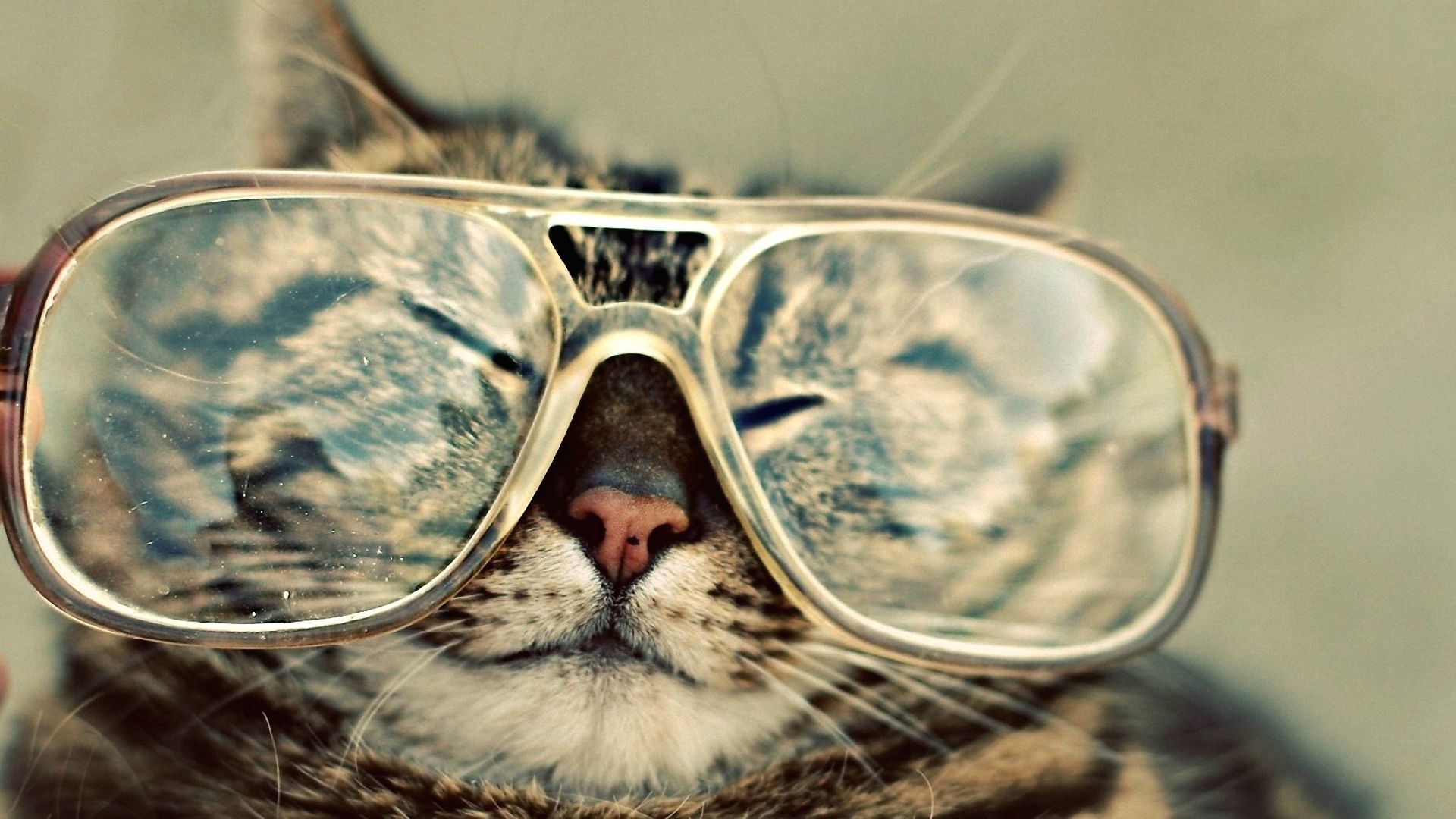spectacles wallpaper,eyewear,sunglasses,glasses,whiskers,snout