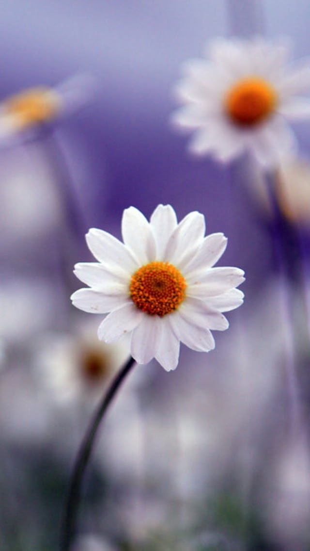 imágenes de fondo blanco,flor,planta floreciendo,pétalo,manzanilla,planta