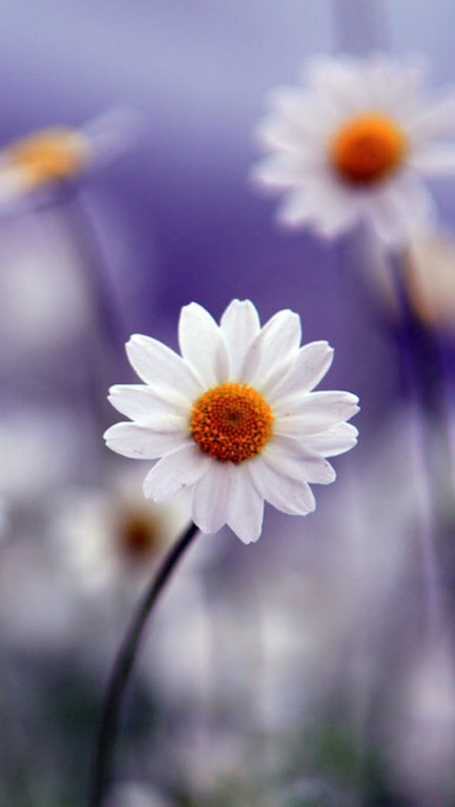 white wallpaper images,flower,flowering plant,petal,chamomile,plant