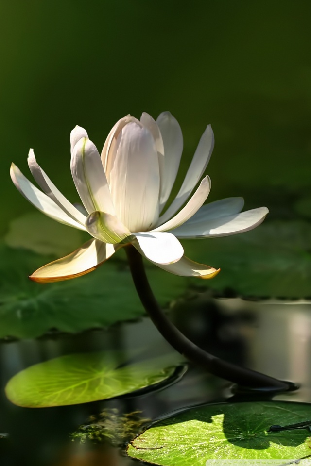 immagini di sfondi bianchi,fiore,fragrante ninfea bianca,pianta fiorita,loto sacro,loto