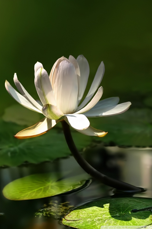 화이트 배경 이미지,꽃,향기로운 화이트 워터 릴리,꽃 피는 식물,신성한 연꽃,로터스