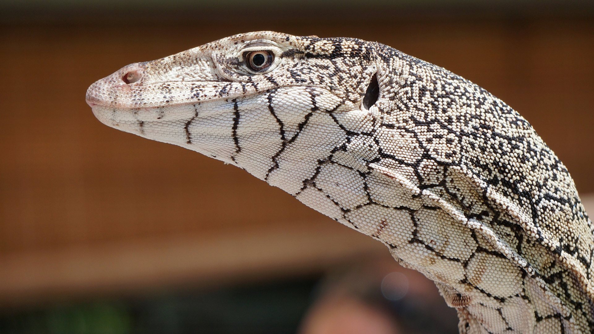 images de papier peint blanc,reptile,lézard,dragon de komodo,animal terrestre,faune