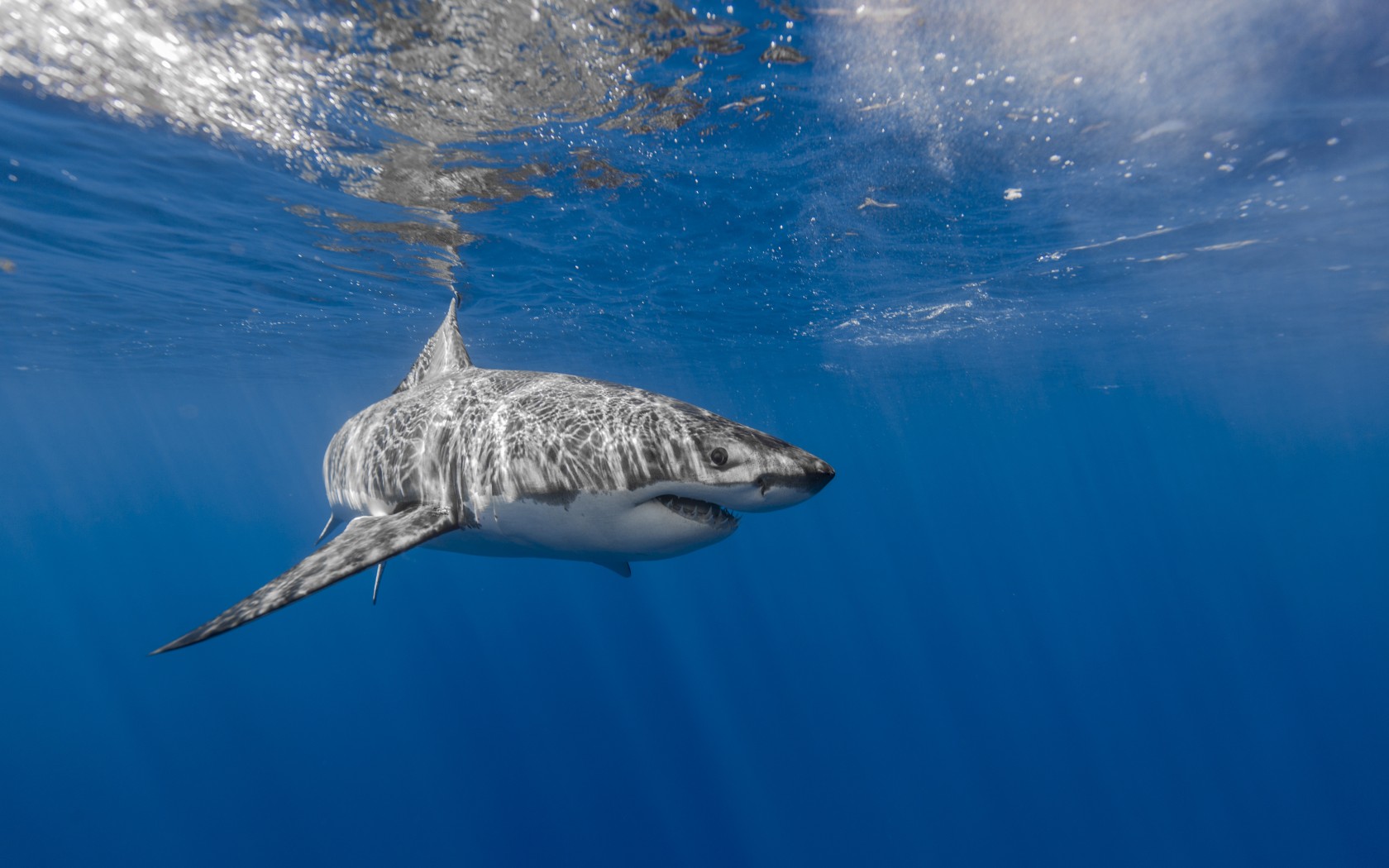 imágenes de fondo blanco,tiburón,gran tiburón blanco,pez,pez cartilaginoso,tiburón ballena