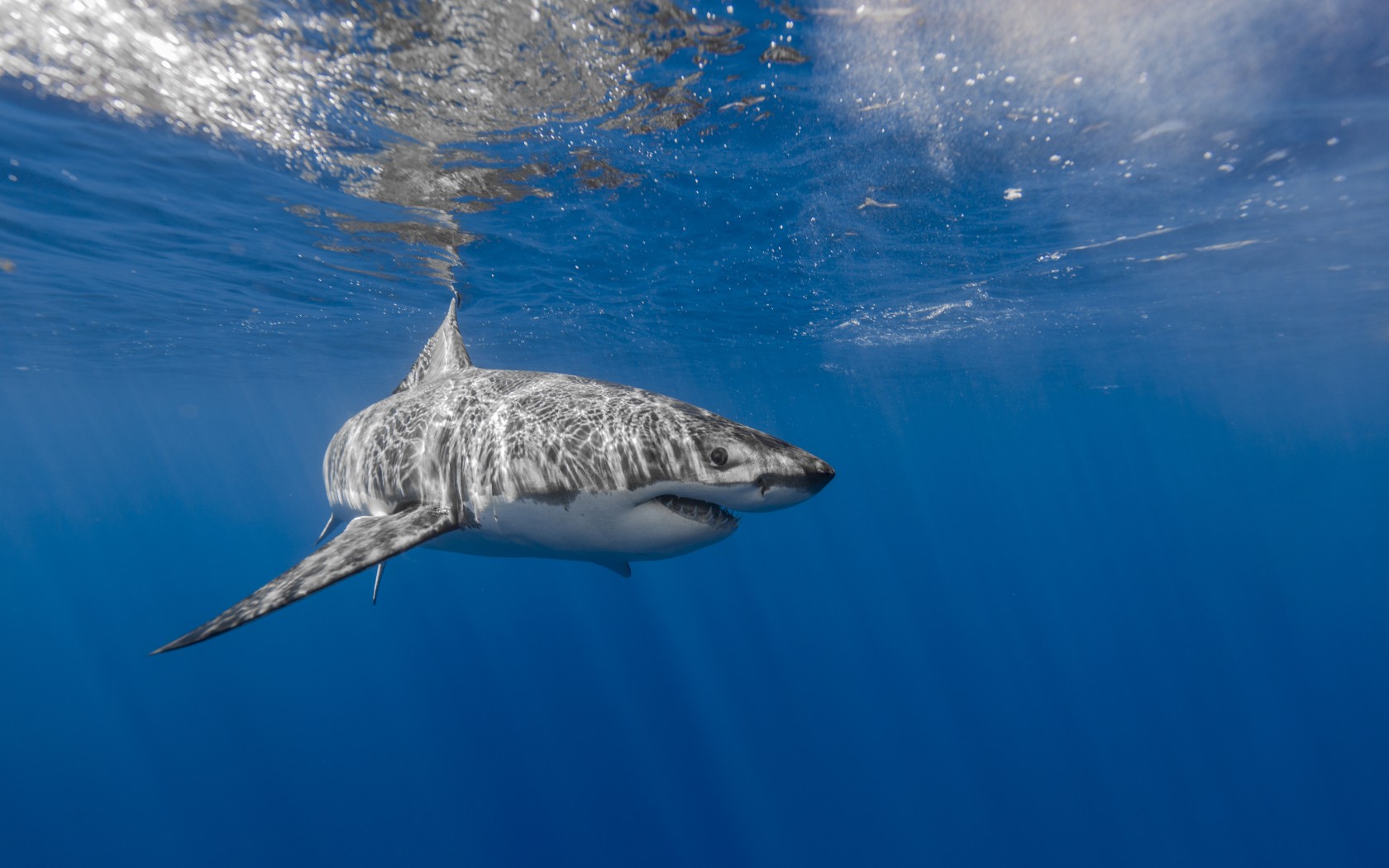 white wallpaper images,shark,great white shark,lamniformes,fish,cartilaginous fish