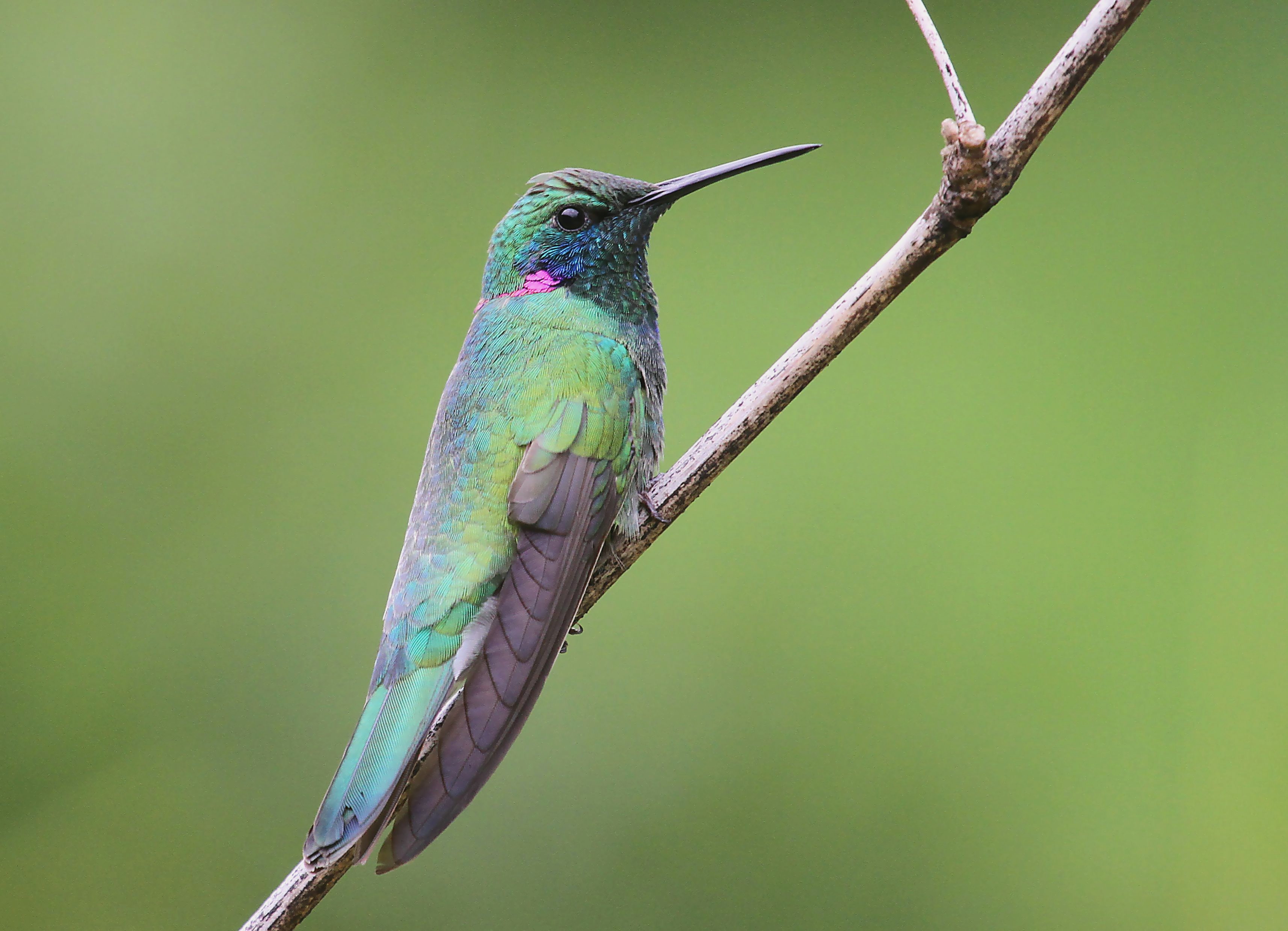 colibri tapete,vogel,kolibri,coraciiformes,tierwelt,jacamar