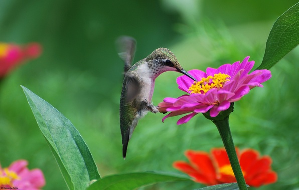 colibri tapete,kolibri,blume,vogel,pflanze,rubinkehlkolibri