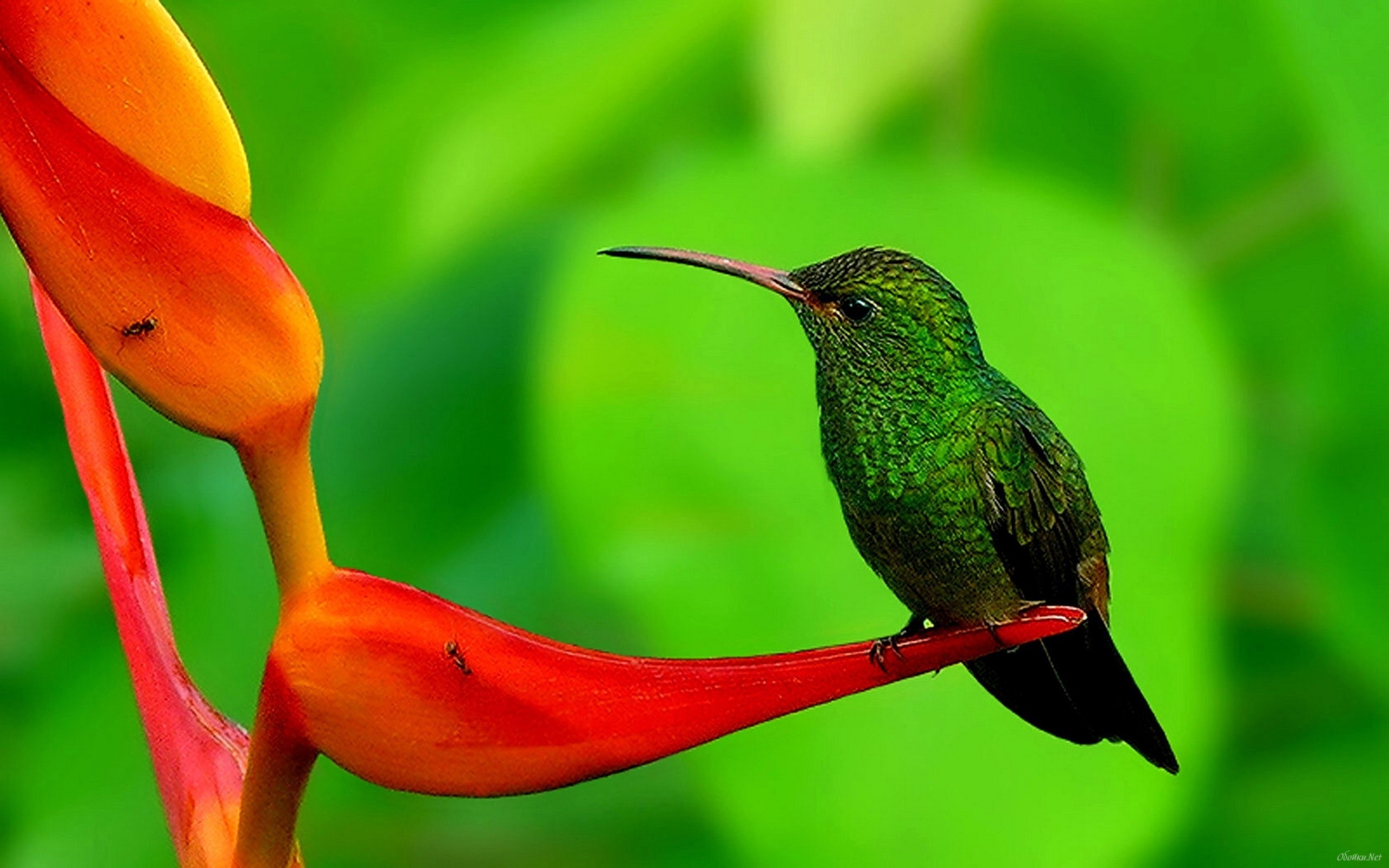carta da parati colibri,colibrì,uccello,rufous colibrì,fiore,pianta