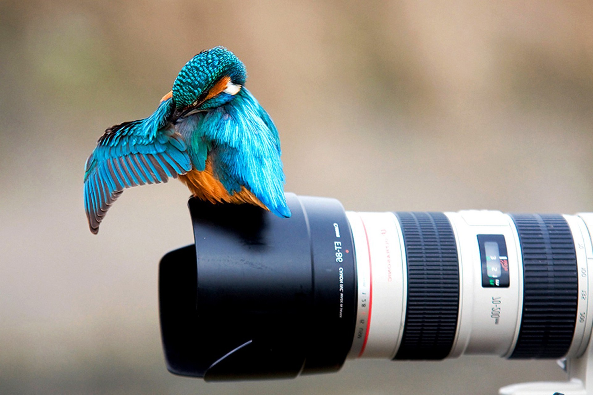 colibri wallpaper,bird,beak,photography,lens,feather