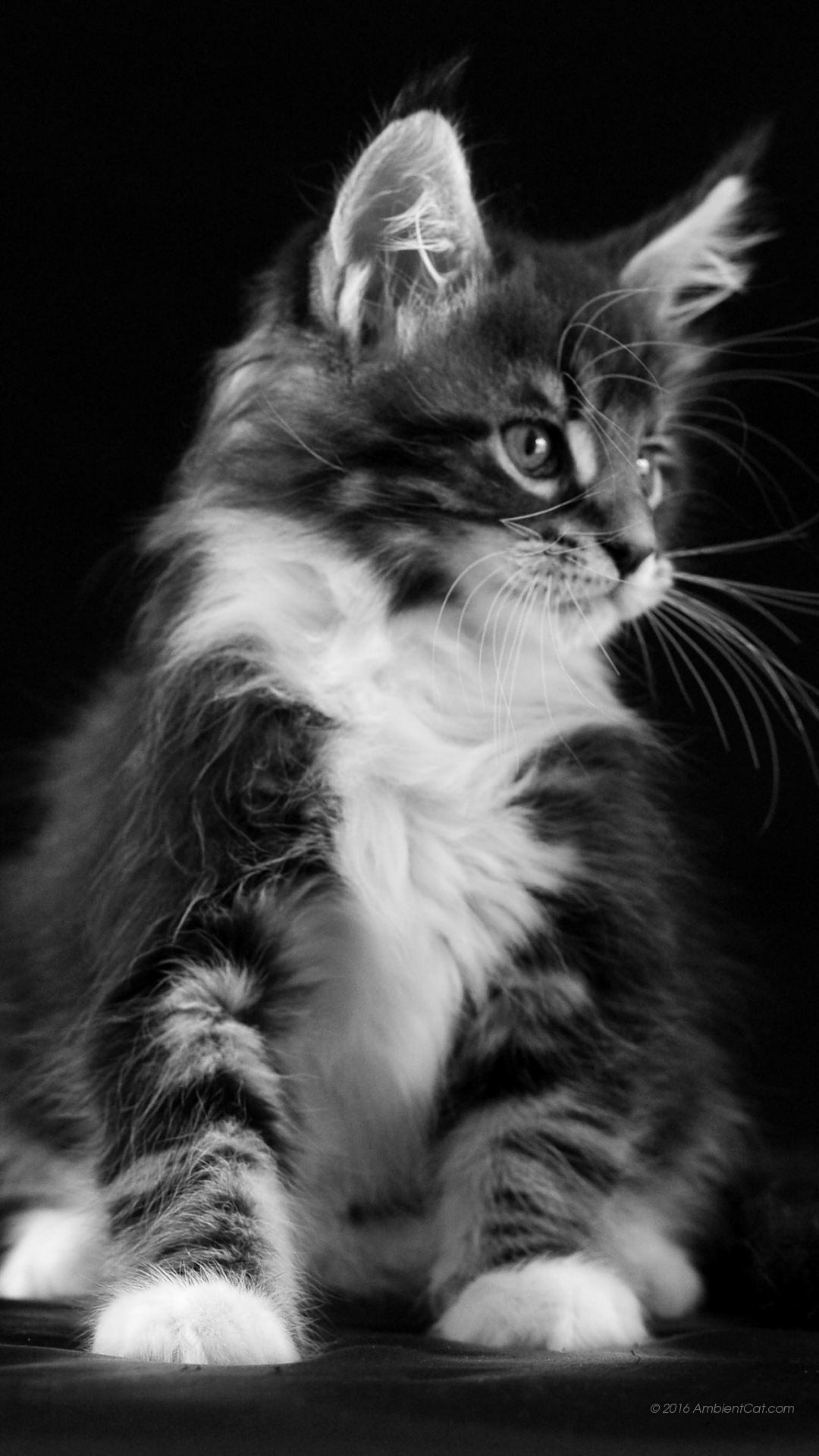 fond d'écran samsung c7,chat,chats de petite à moyenne taille,félidés,moustaches,noir et blanc