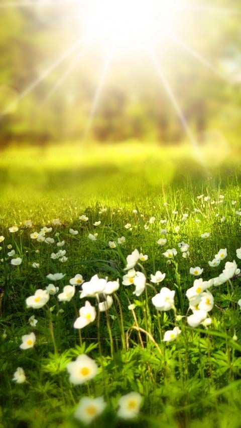 alcatel one touch wallpaper,people in nature,natural landscape,nature,meadow,flower