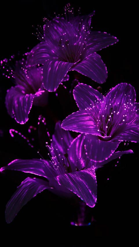 alcatel one touch wallpaper,violet,purple,petal,water,lilac