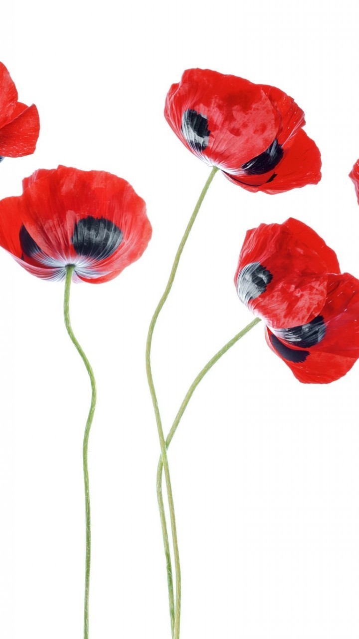 alcatel one touch wallpaper,rot,blume,coquelicot,orientalische mohnblume,mohn