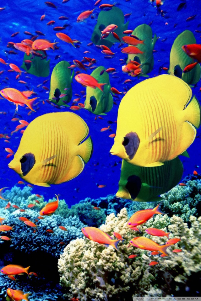 animated wallpapers for mobile samsung champ,fish,coral reef,fish,coral reef fish,underwater