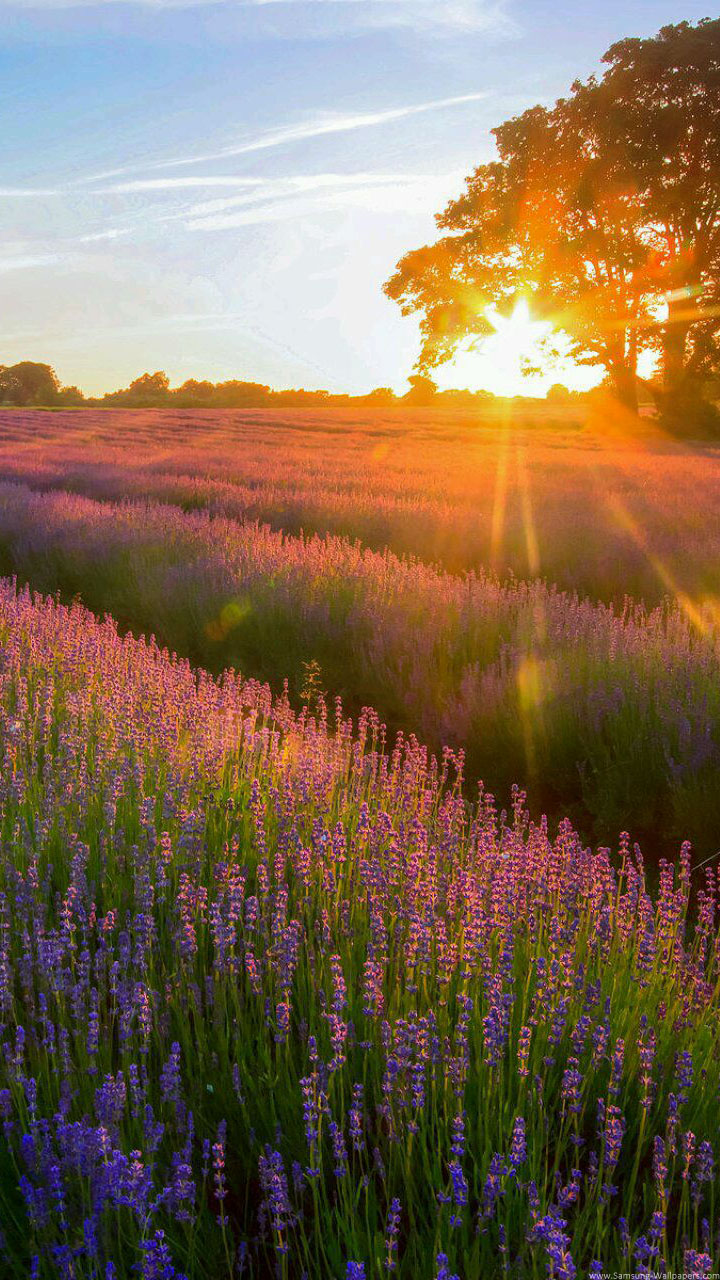 animated wallpapers for mobile samsung champ,lavender,natural landscape,nature,meadow,prairie