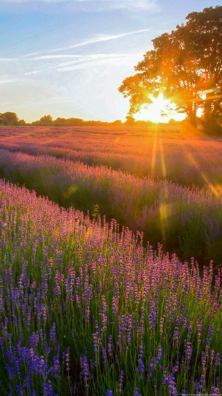 fondos de pantalla animados para móvil samsung champ,lavanda,paisaje natural,naturaleza,prado,lavanda inglesa