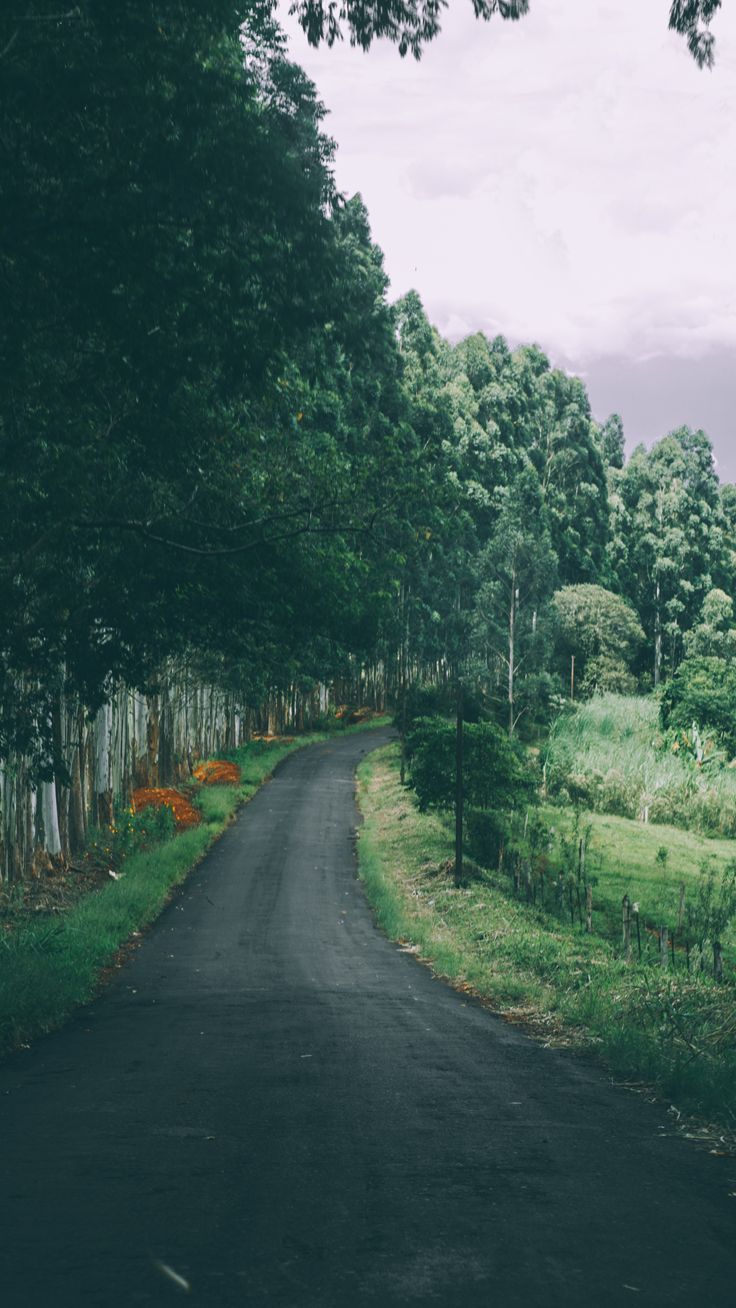 自然に触発された壁紙,道路,自然の風景,自然,緑,木