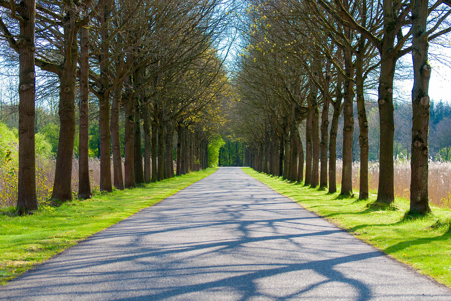 carta da parati ispirata alla natura,albero,natura,paesaggio naturale,verde,pianta legnosa