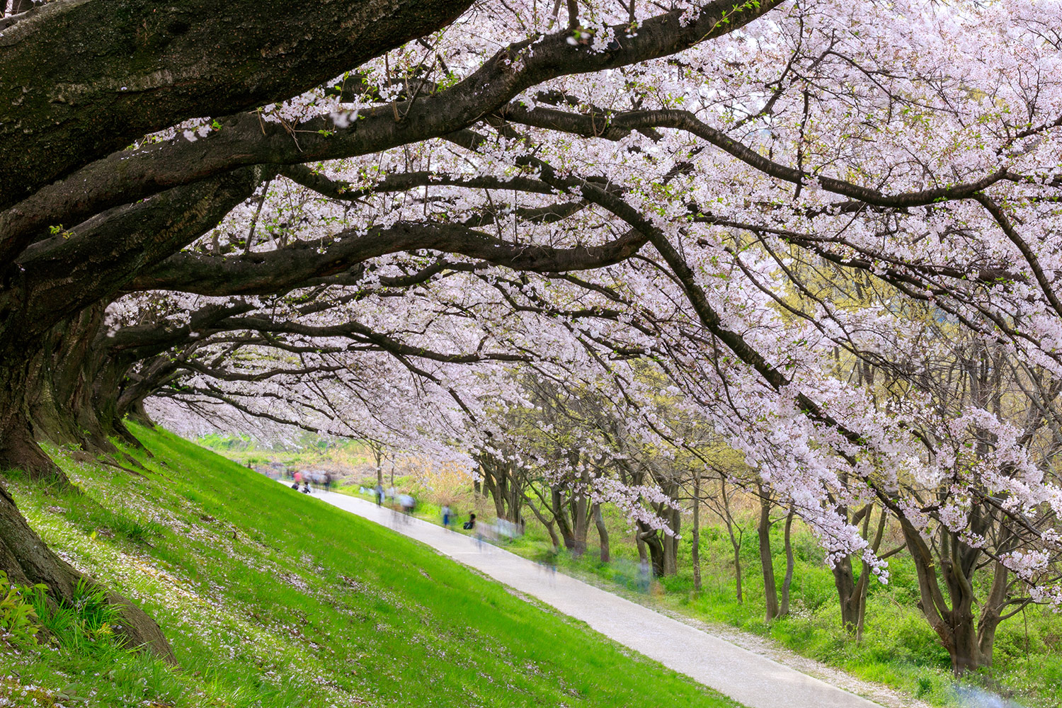 natur inspirierte tapete,baum,pflanze,natur,frühling,blume