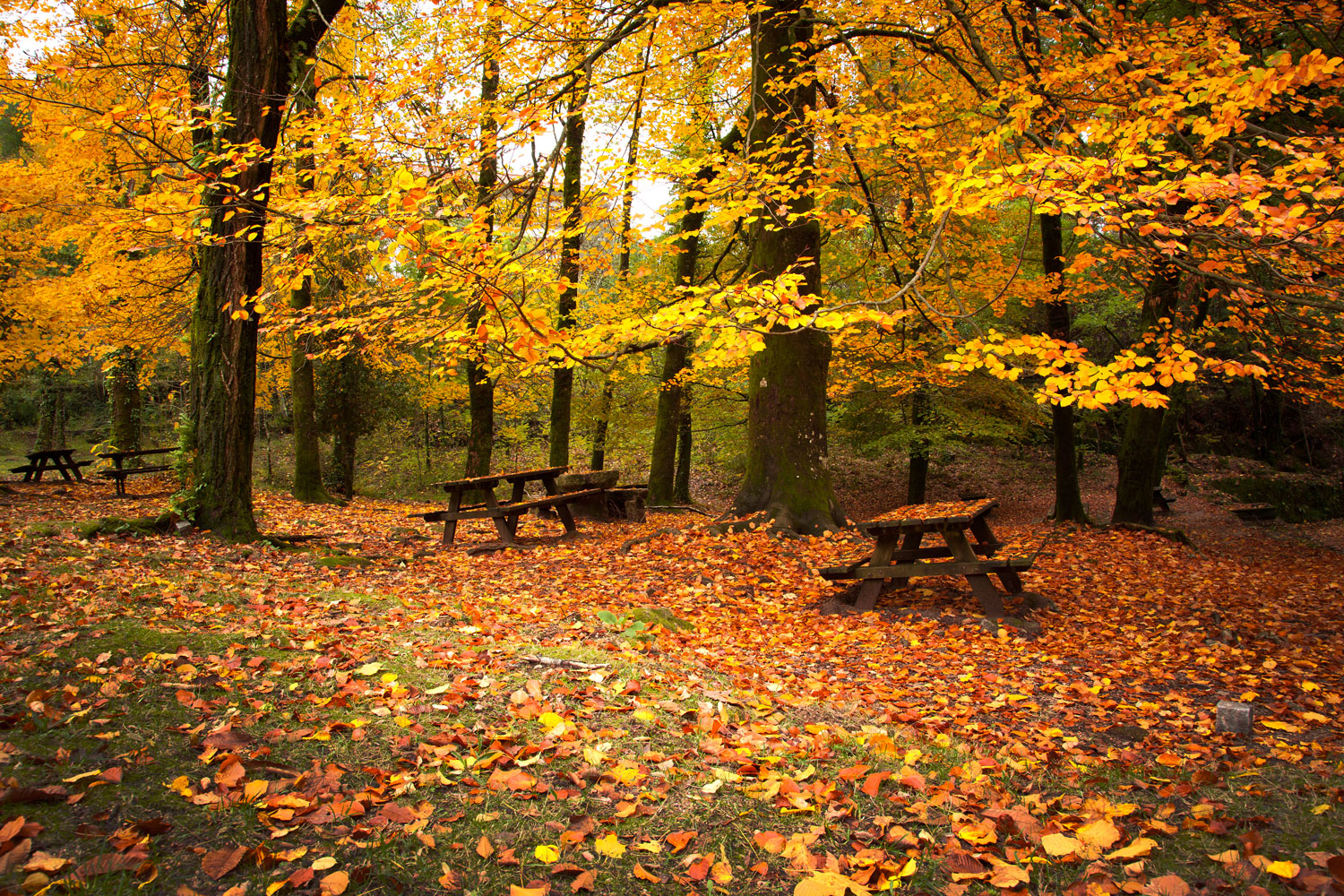 carta da parati ispirata alla natura,albero,paesaggio naturale,natura,foglia,autunno