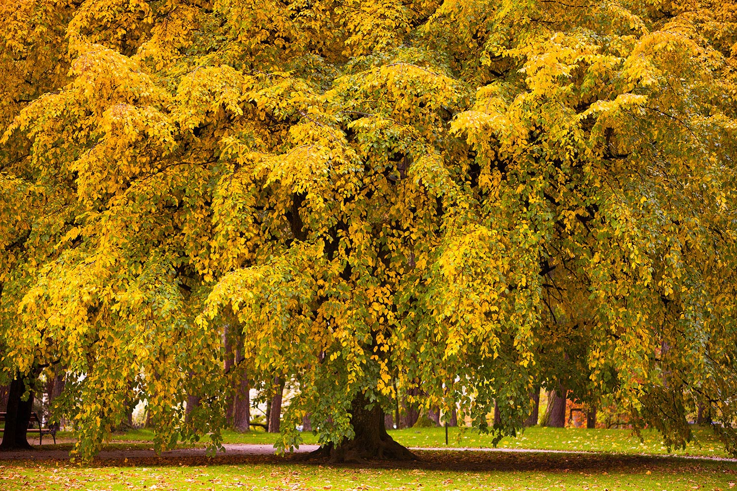 nature inspired wallpaper,tree,nature,autumn,woody plant,plant