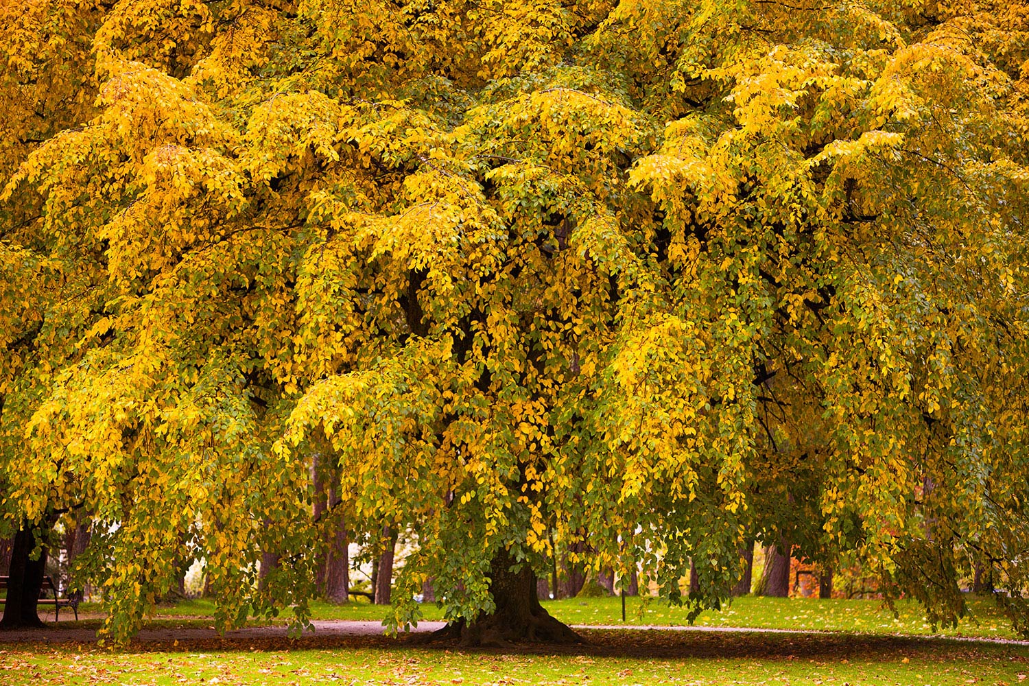 papel pintado inspirado en la naturaleza,árbol,naturaleza,otoño,planta leñosa,planta