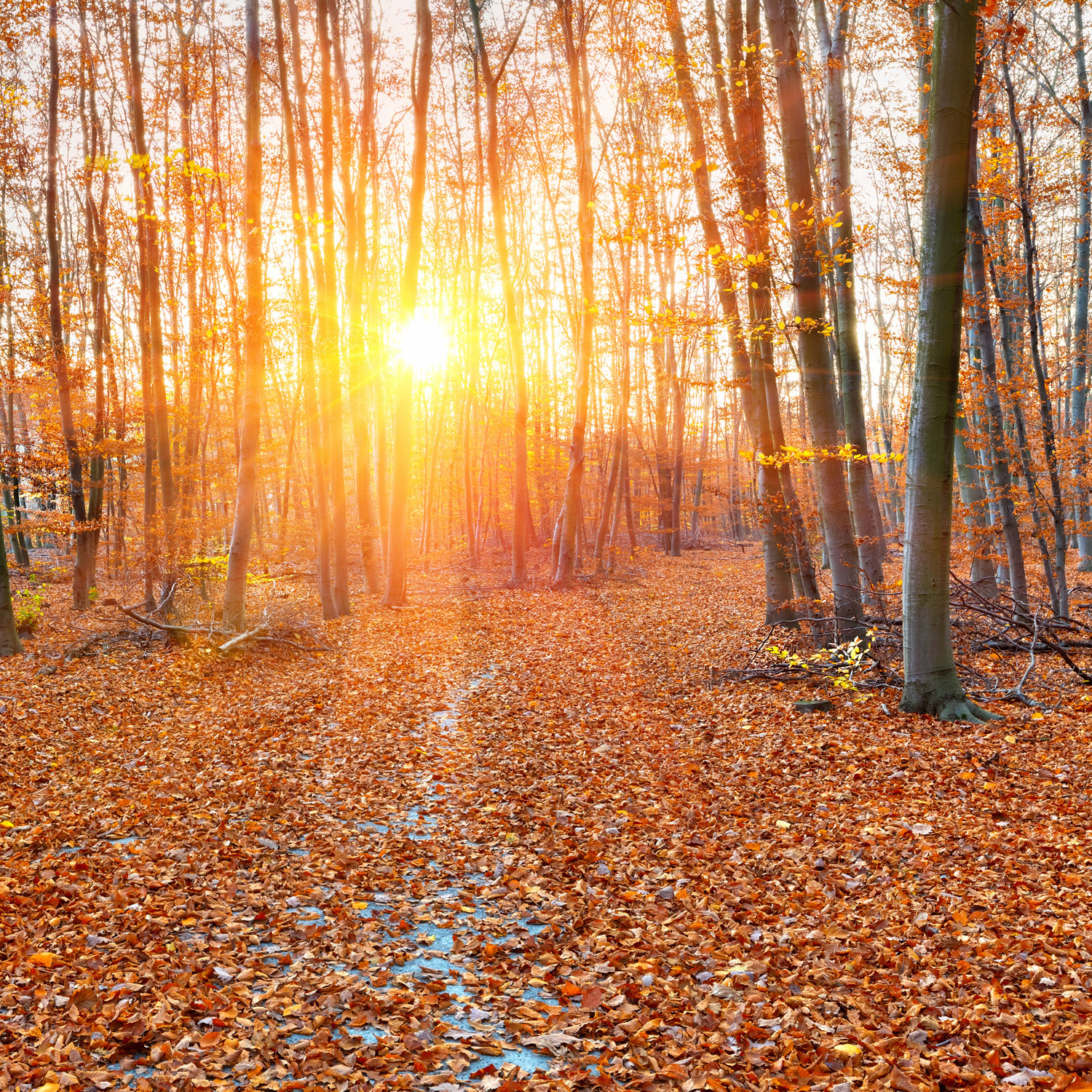 natur inspirierte tapete,baum,natürliche landschaft,natur,wald,wald