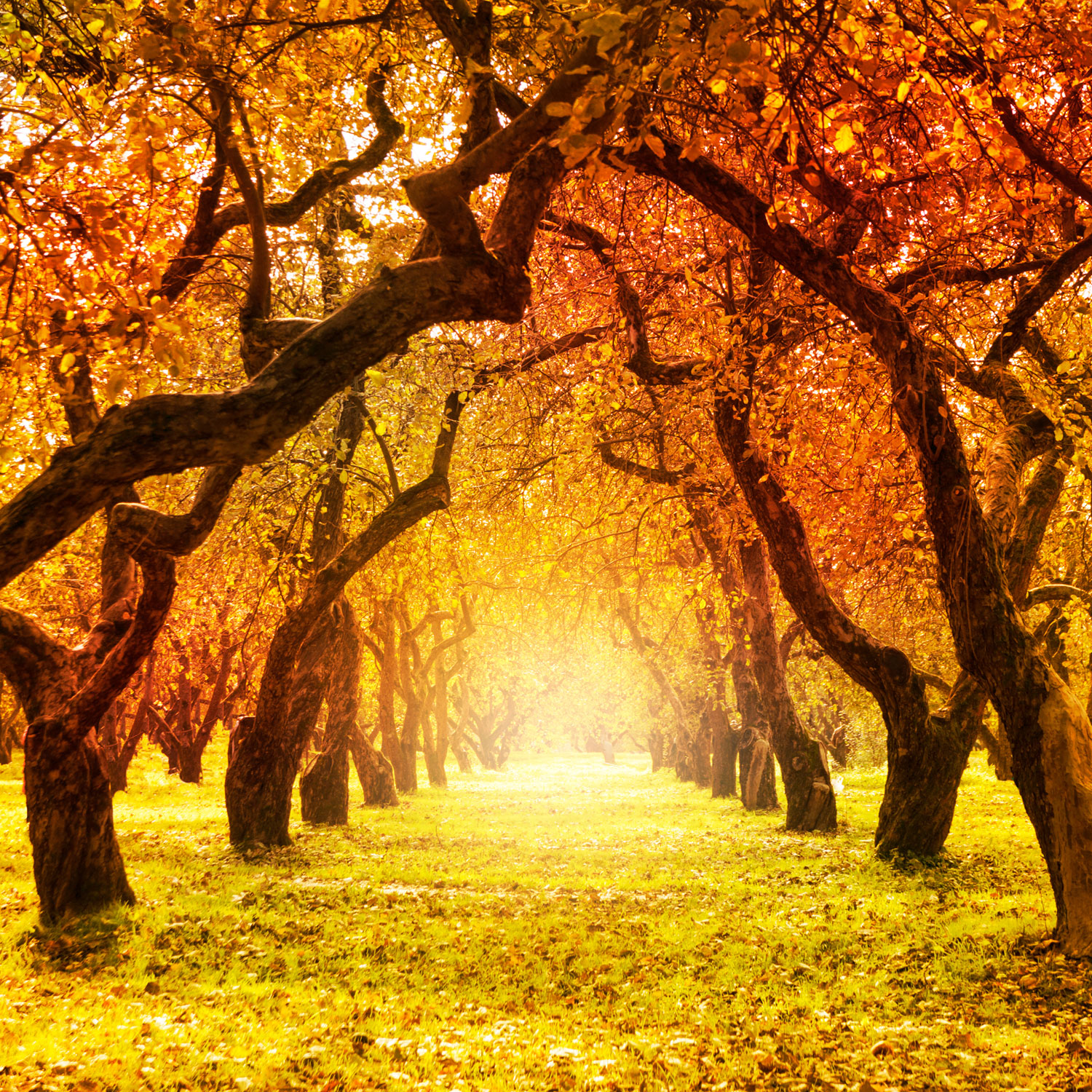 papel pintado inspirado en la naturaleza,árbol,paisaje natural,naturaleza,hoja,otoño
