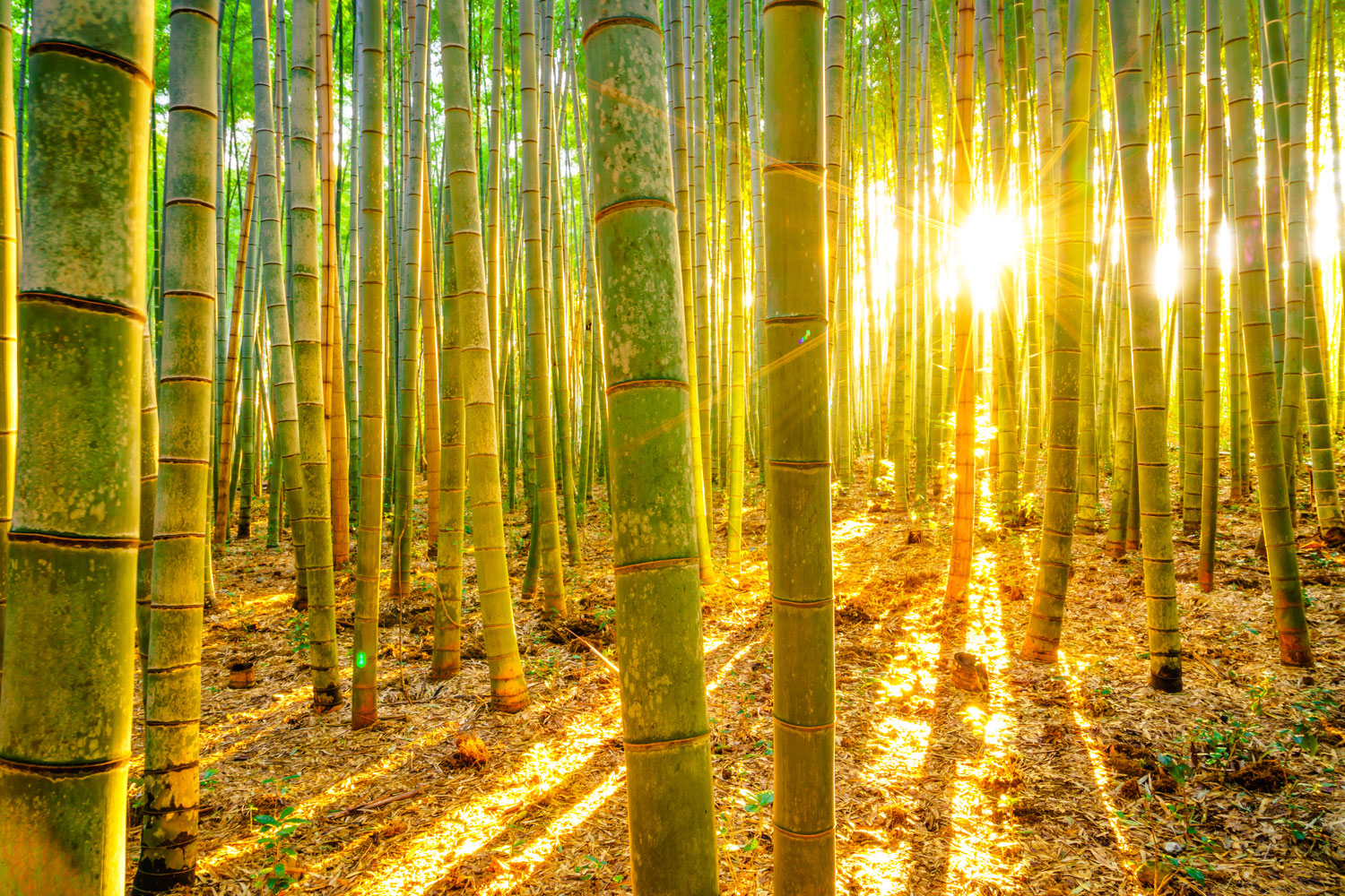 papel pintado inspirado en la naturaleza,bosque,naturaleza,árbol,bosque de madera dura del norte,ligero