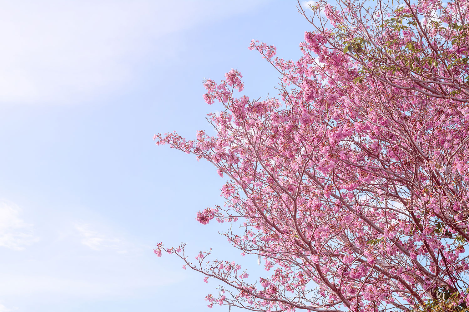 自然に触発された壁紙,木,花,花,ピンク,春