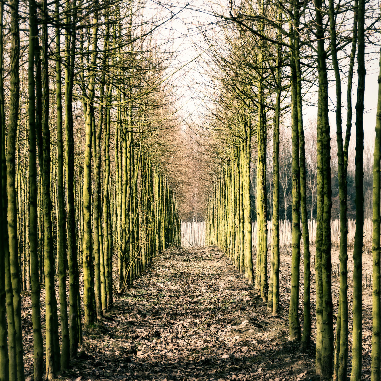 papier peint inspiré de la nature,arbre,paysage naturel,la nature,forêt,bosquet