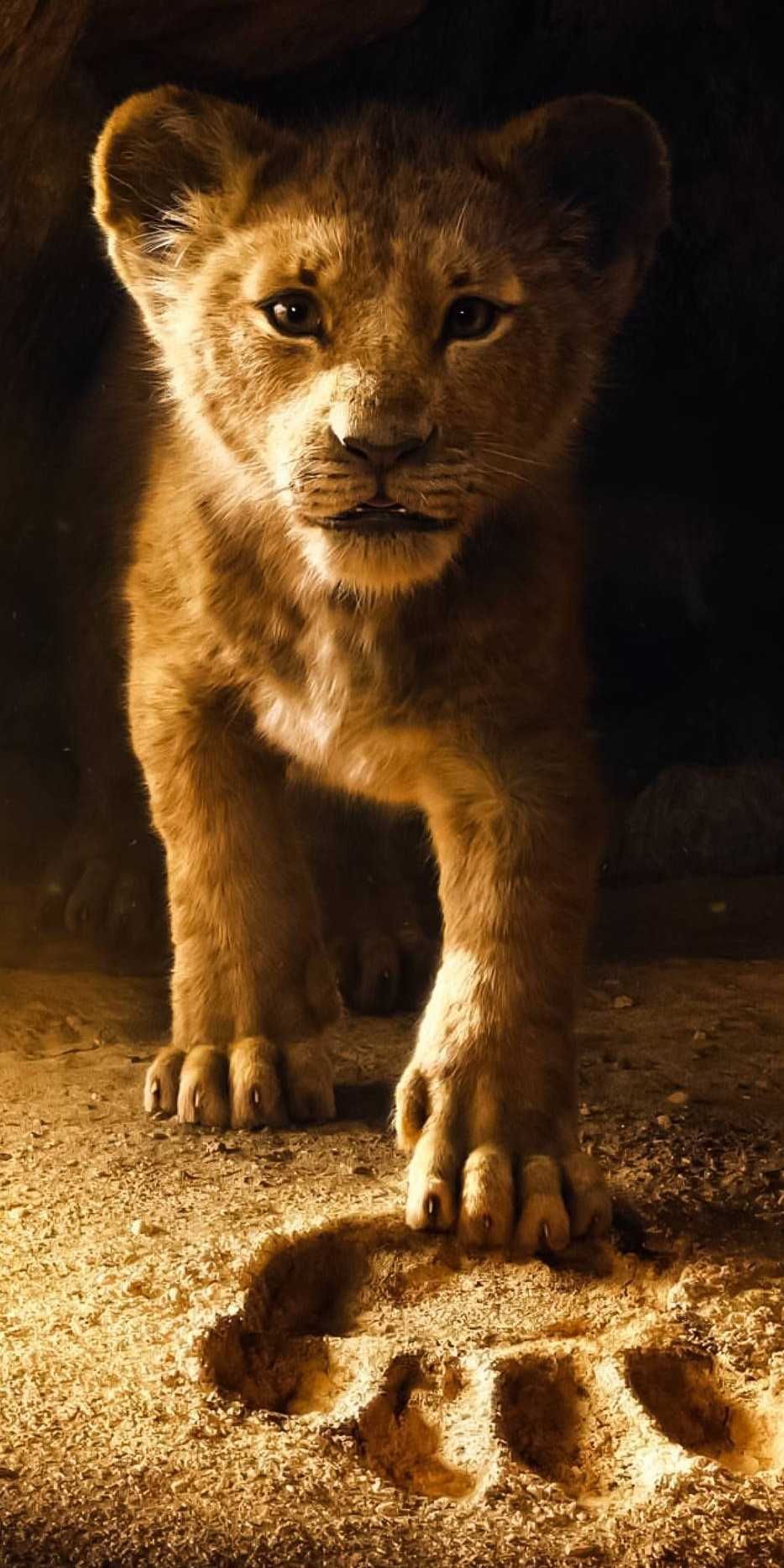rey león fondo de pantalla para iphone,animal terrestre,fauna silvestre,felidae,león,bigotes