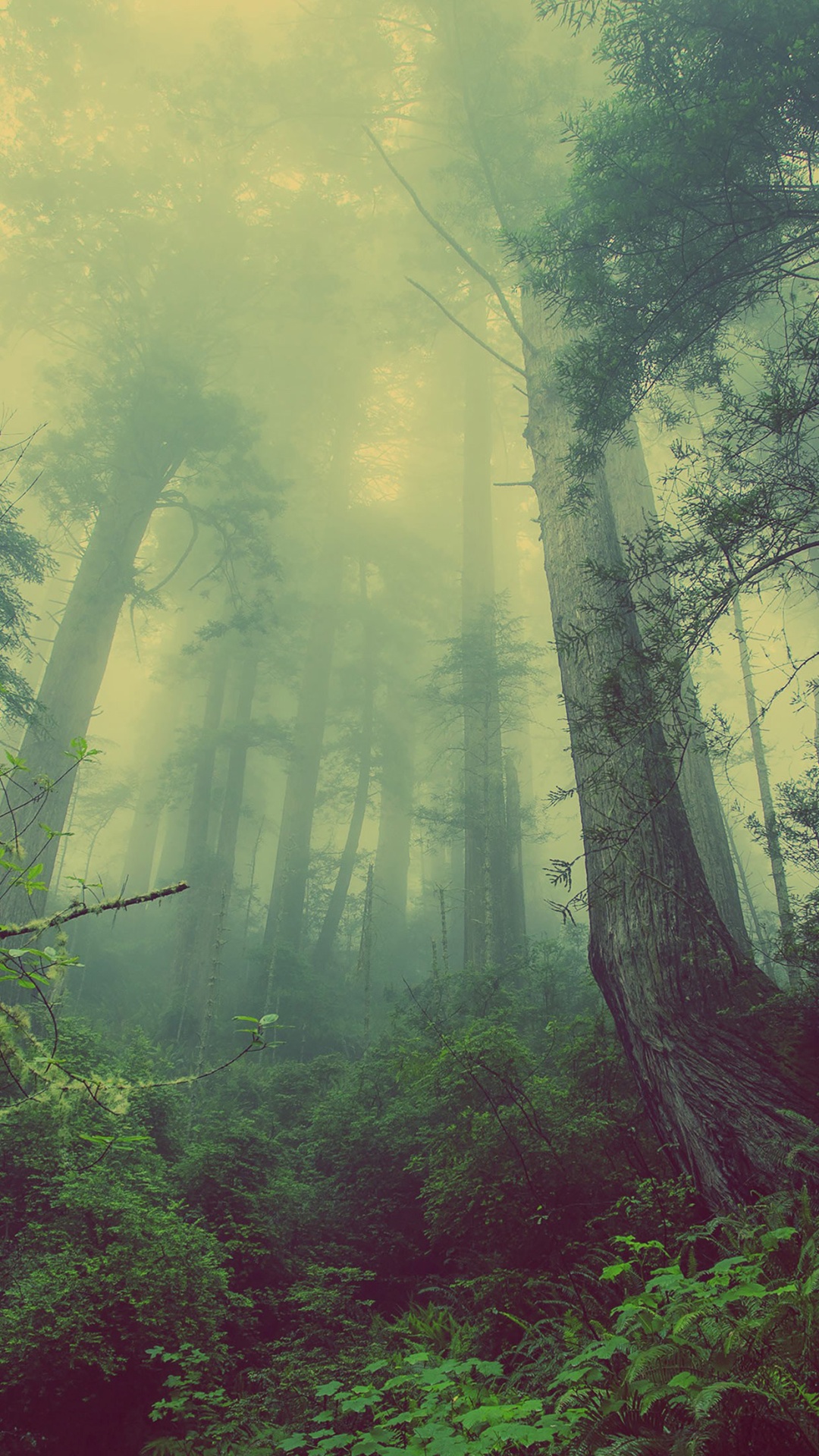 4к wallpapers,nature,forest,natural landscape,atmospheric phenomenon,old growth forest