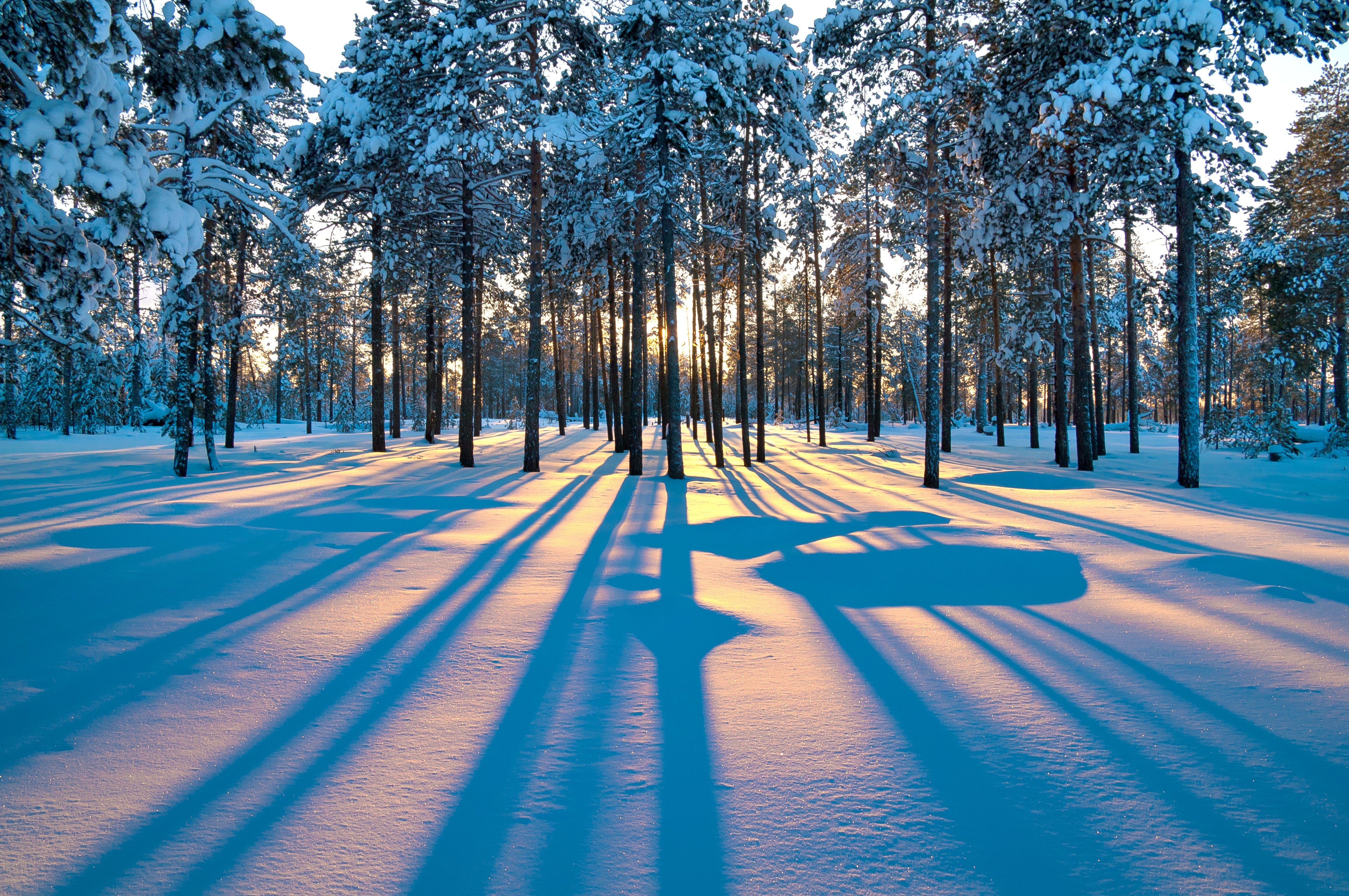4壁紙,雪,冬,木,自然,自然の風景
