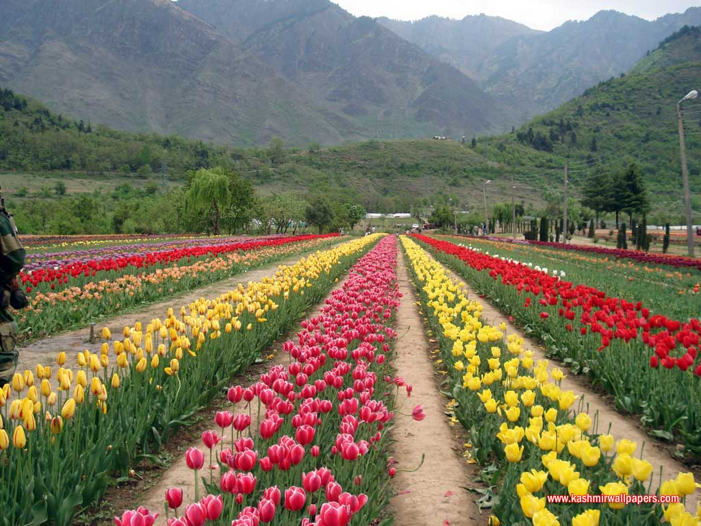 srinagar wallpaper,flower,plantation,field,plant,farm