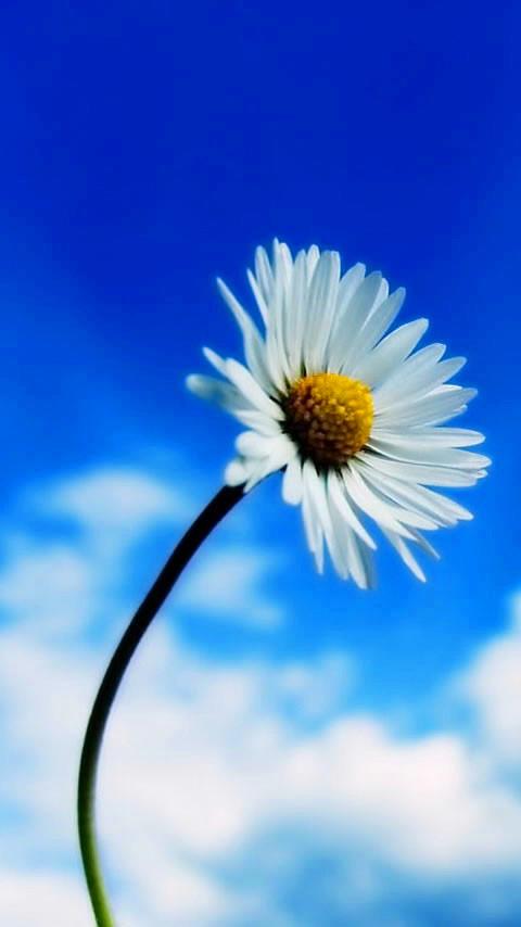 pleasant wallpapers for mobile,daisy,nature,sky,flower,oxeye daisy