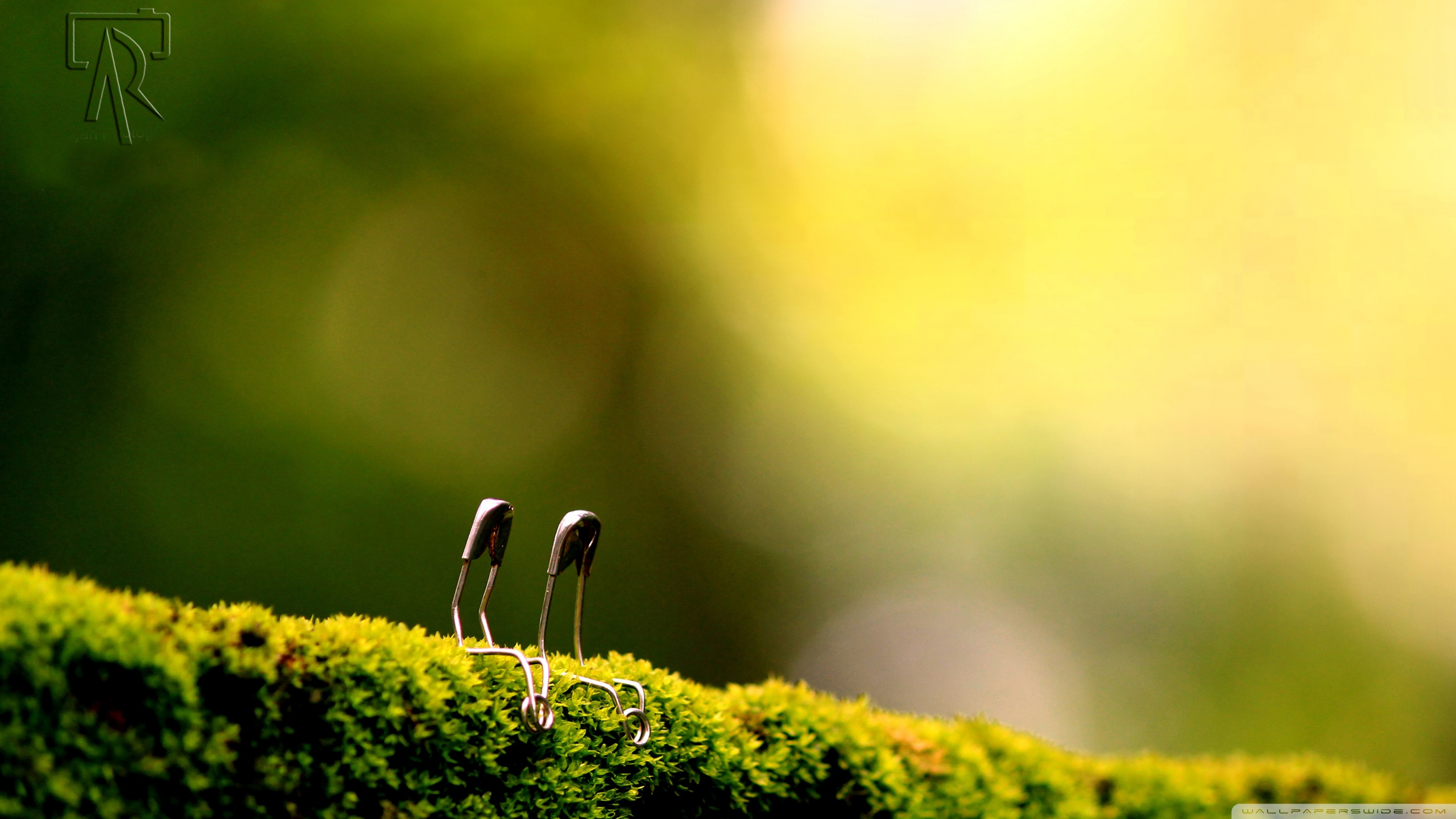 angenehme tapeten für handys,grün,natur,natürliche landschaft,wasser,makrofotografie