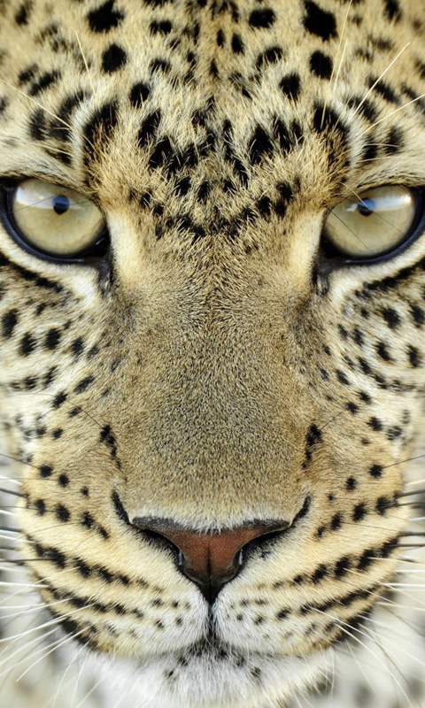 piacevoli sfondi per cellulari,animale terrestre,leopardo,natura,barba,felidae