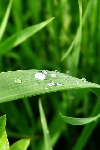 piacevoli sfondi per cellulari,rugiada,umidità,far cadere,acqua,foglia