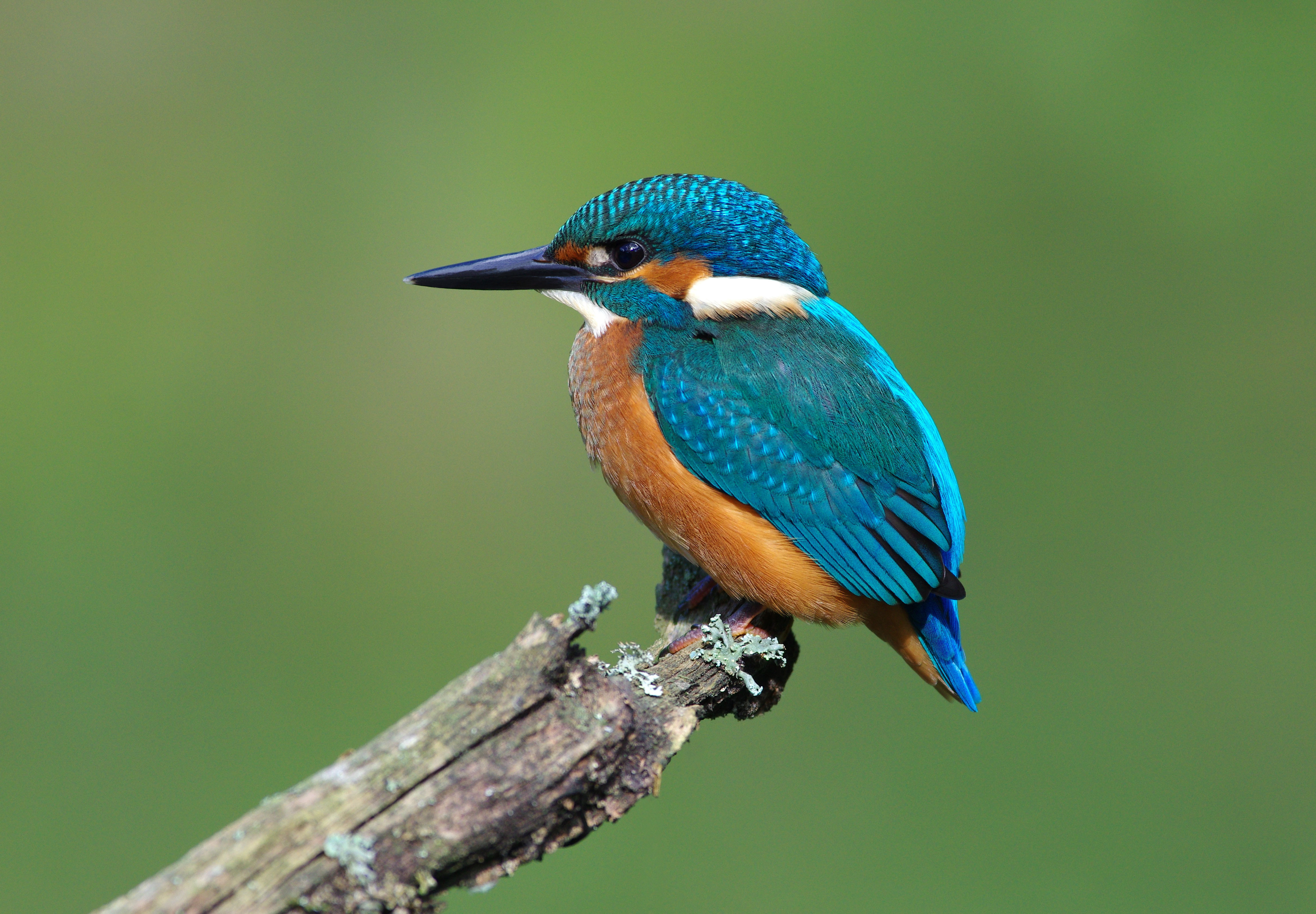 fond d'écran kingfisher,oiseau,coraciiformes,faune,oiseau perchoir,oiseau bleu