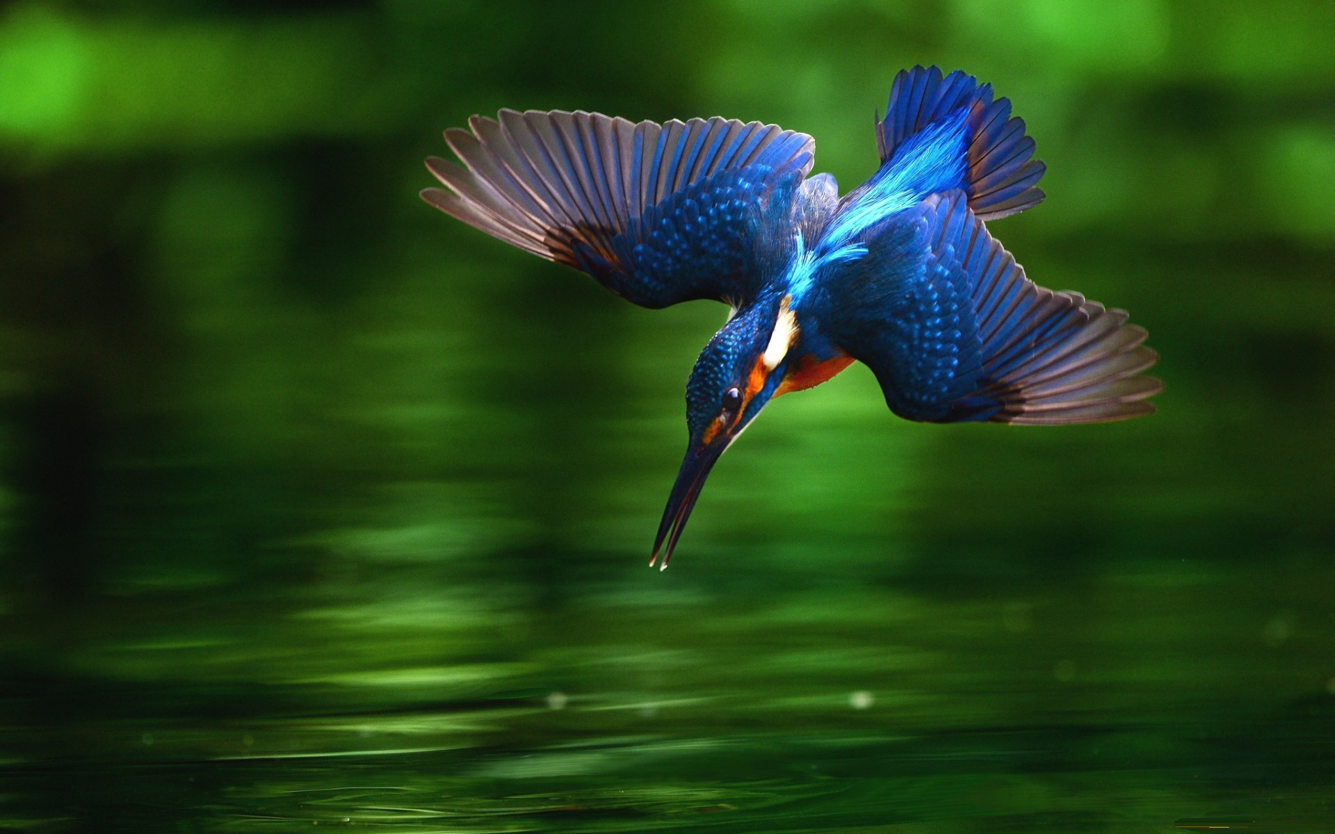 kingfisher wallpaper,nature,bird,blue,beak,wing