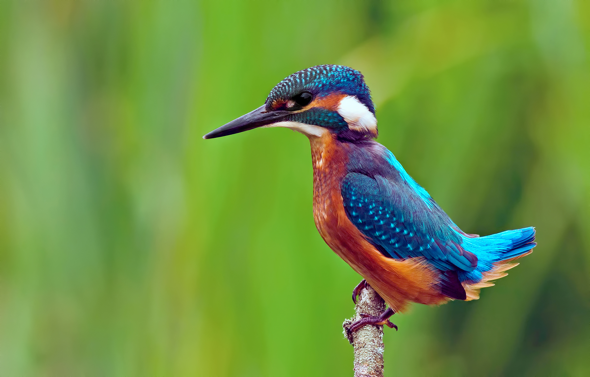 fondo de pantalla de martín pescador,pájaro,coraciiformes,fauna silvestre,comedor de abejas,pájaro posado