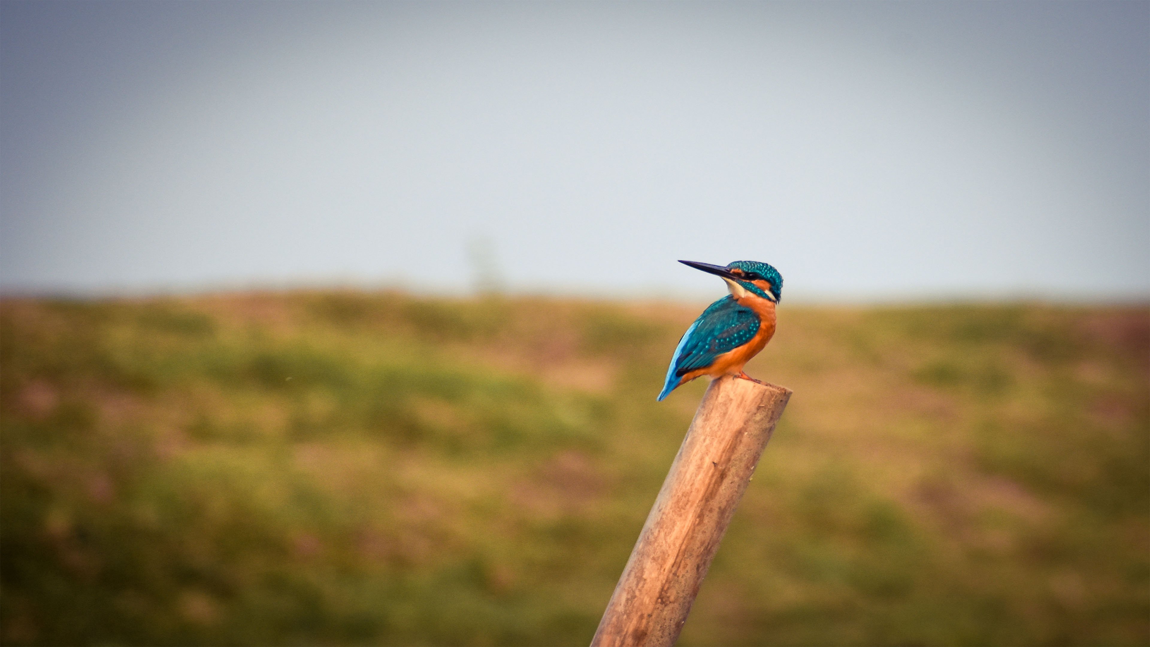 fondo de pantalla de martín pescador,pájaro,naturaleza,azul,coraciiformes,fauna silvestre