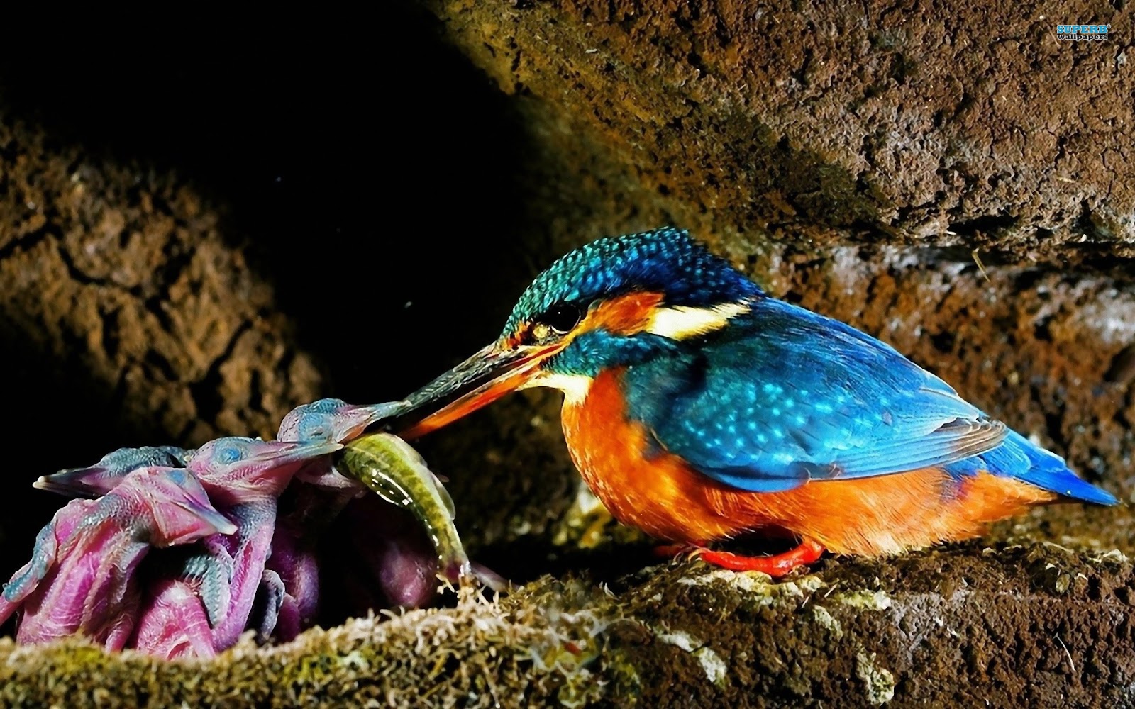 fondo de pantalla de martín pescador,pájaro,coraciiformes,fauna silvestre