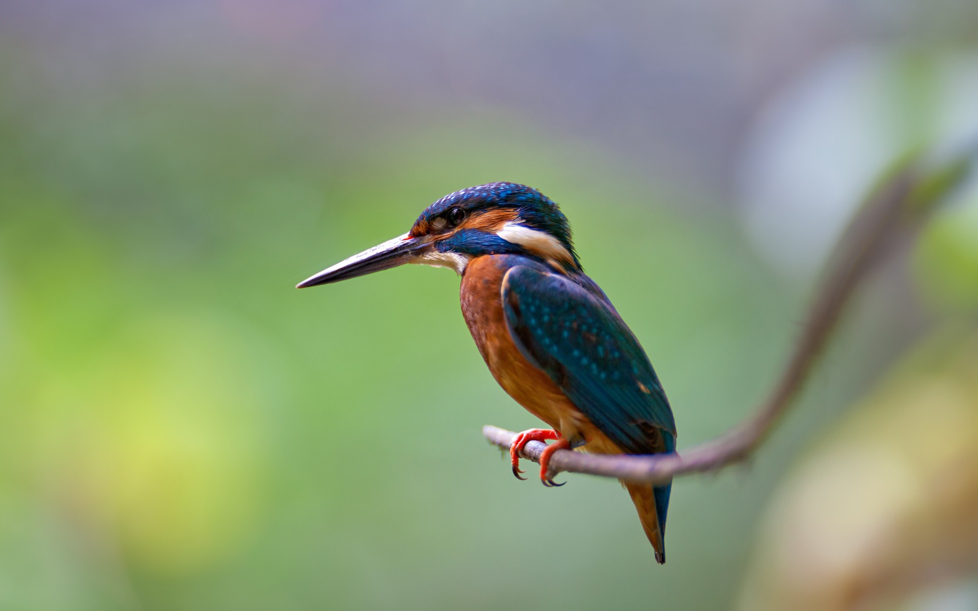 kingfisher wallpaper,bird,beak,coraciiformes,wildlife,organism