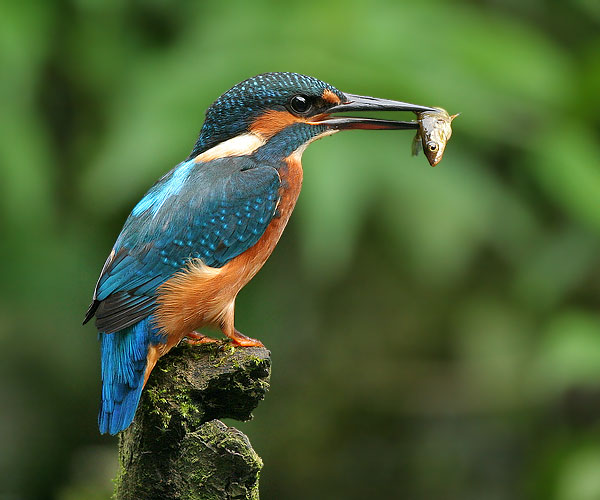 kingfisher wallpaper,beak,bird,coraciiformes,wildlife,organism