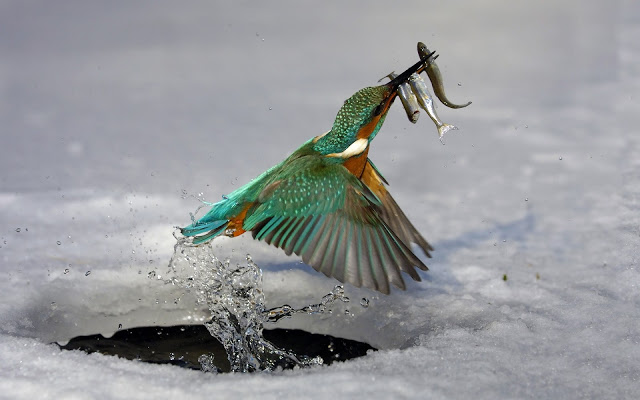 fondo de pantalla de martín pescador,pájaro,coraciiformes,ala,rodillo,comedor de abejas